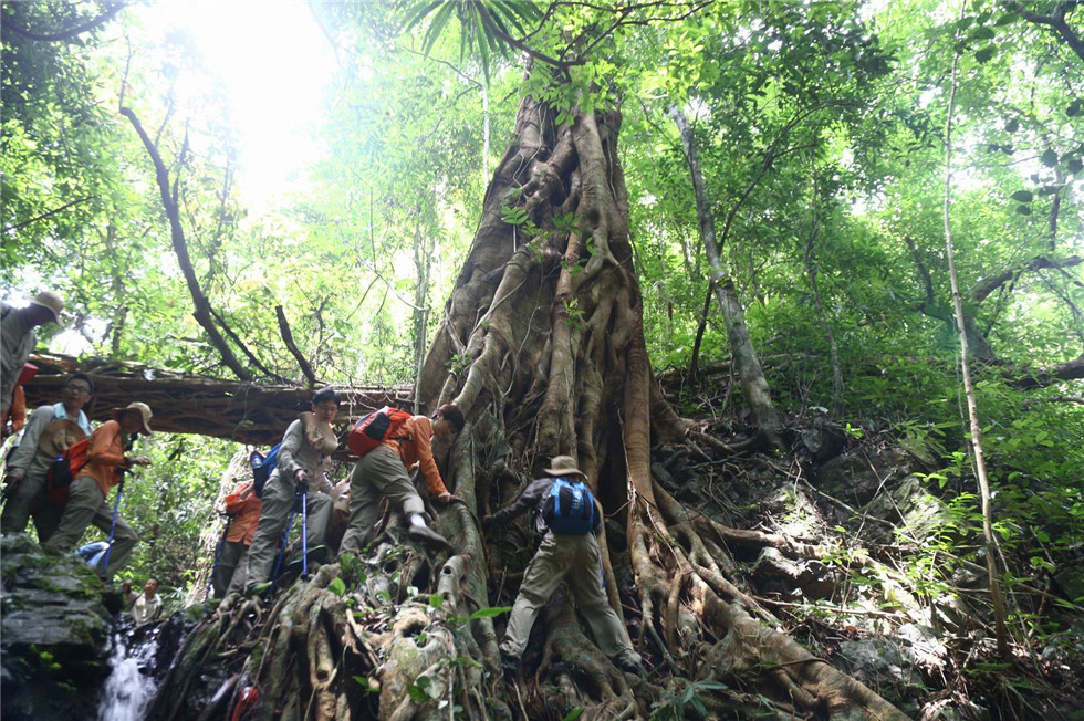 千龙山热带雨林探险